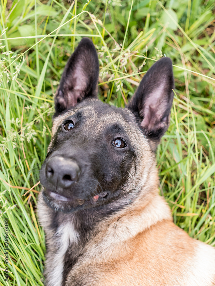 Funny portrait of a Belgian shepherd dog, malinois, lying at a grass Funny portrait of a Belgian shepherd dog, malinois, lying at a grass