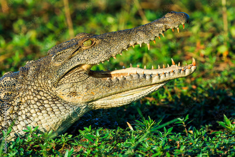 Obraz premium Buffalos herd in Liwonde N.P. - Malawi