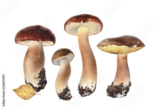 Watercolor illustrations of boletus mushrooms