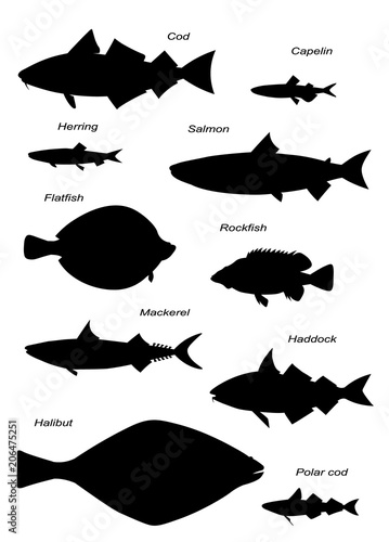 North Atlantic fish silhouettes. Vector images set.
