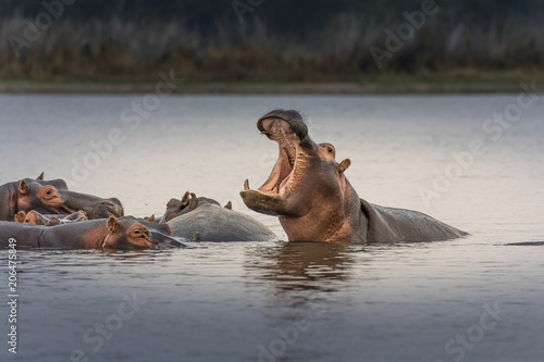 Fotografiet Hippopotamus (Hippos) in Liwonde N.P. - Malawi