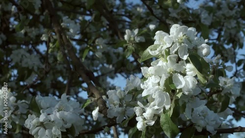 Flowering of apple trees photo