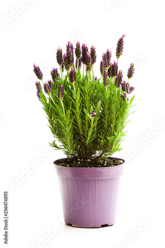 Fototapeta Naklejka Na Ścianę i Meble -  Lavender  bush in flower pot isolated on white