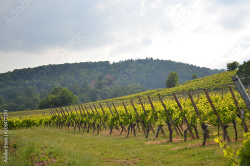 La route des vins en Alsace, campagne et vigne de Châtenois, vue sur les vignes de Kintzheim, France photo