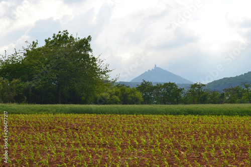 La route des vins en Alsace, campagne et vigne de Châtenois, vue sur le chateau de Kintzheim, France photo