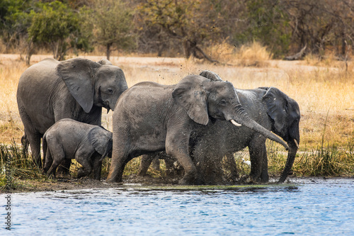 Elephants herd in river in Liwonde N.P. - Malawi