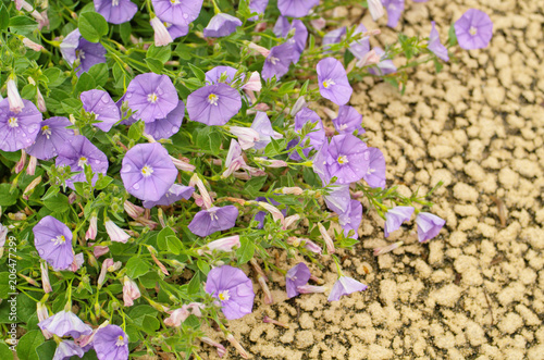 Blue rock bindweed or Ground blue convolvulus or Ground morning glory (Convolvulus sabatius, Convolvulus mauritanicus) is trailing perennial plant with delicate flat trumpet like violet blue flowers photo