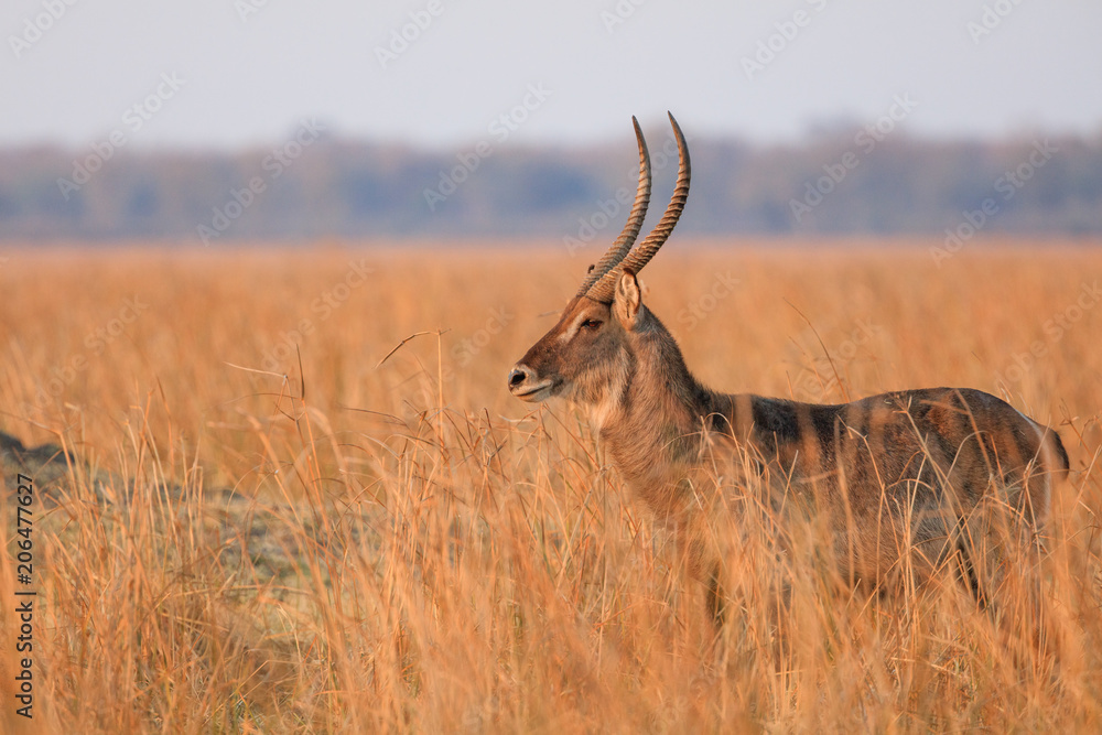 Fototapeta premium Waterbuck antelope in Liwonde N.P. - Malawi
