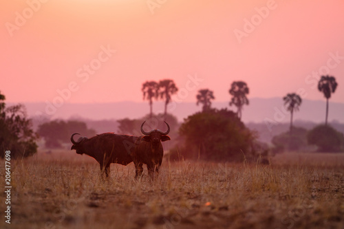 Buffalos at sunset in Liwonde N.P. - Malawi photo