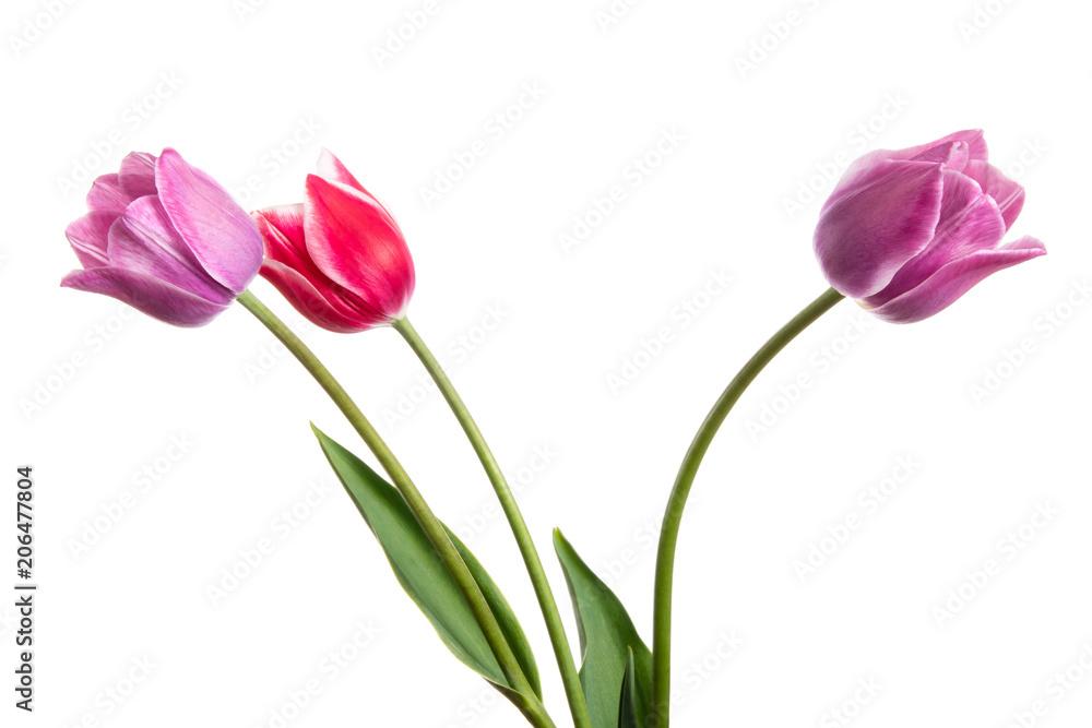 Lilac and pink spring flowers. Tulips isolated on white background Lilac and pink spring flowers. Tulips isolated on white background