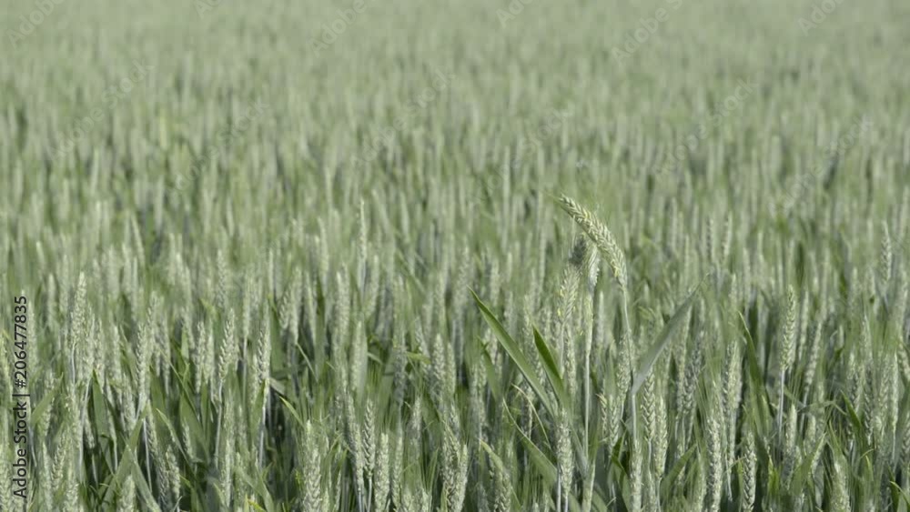 green wheat blowing in the wind green wheat blowing in the wind
