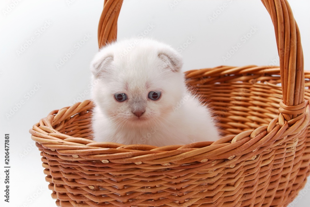 little beautiful funny kittens on a white background.