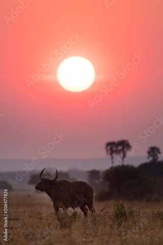 Buffalos at sunset in Liwonde N.P. - Malawi