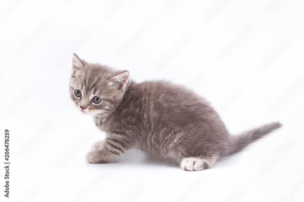 little beautiful funny kittens on a white background. little beautiful funny kittens on a white background.