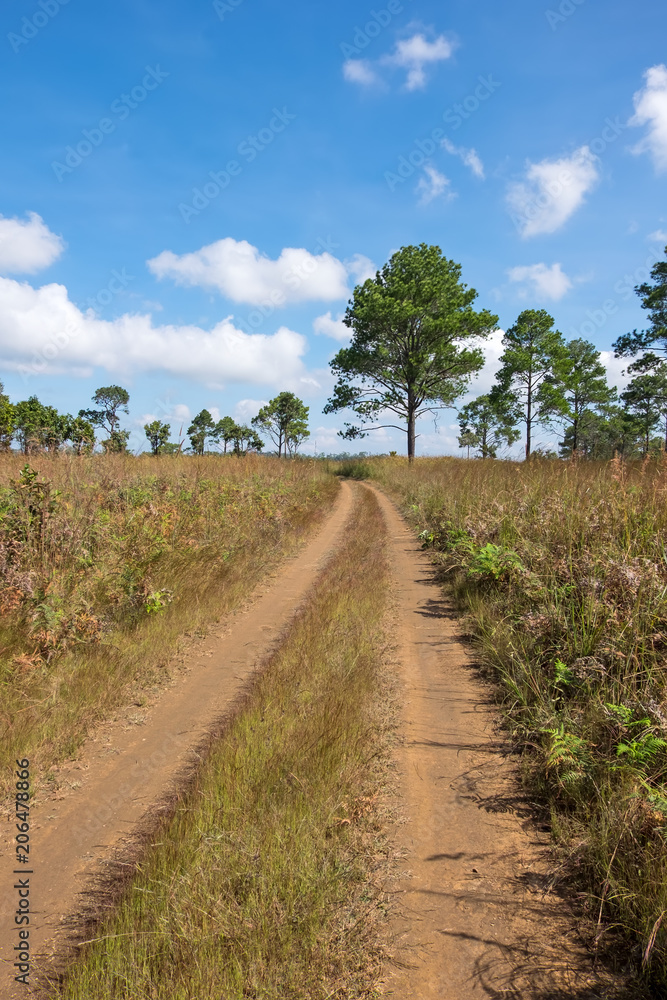 Dirt road in country Dirt road in country