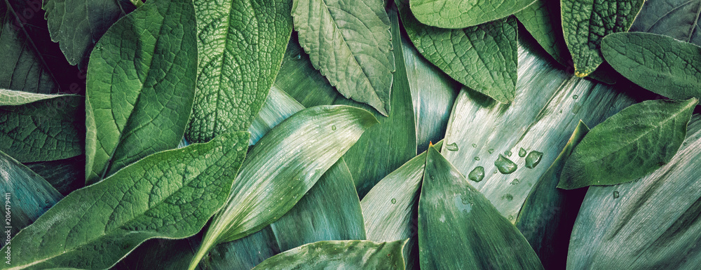 Fototapeta Liścia liścia tekstury zielonego organicznie tła przygotowania makro- closeu