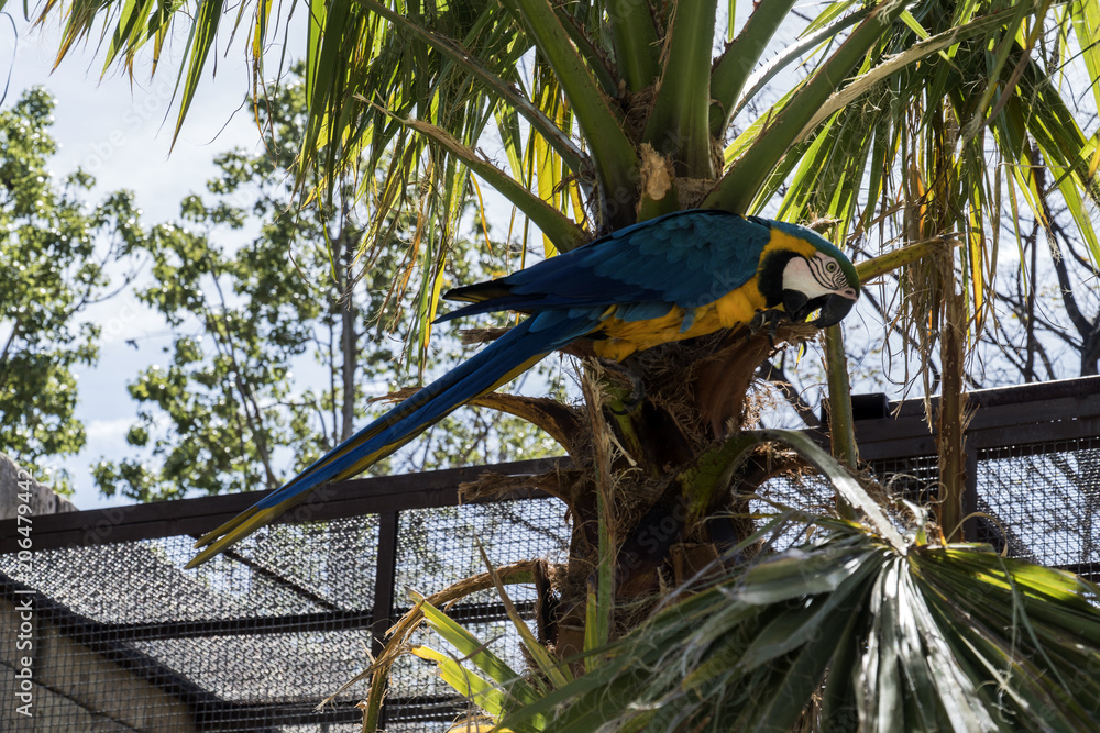 Obraz premium parrot macaw, beautiful parrot