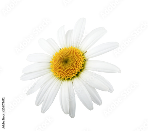 One daisy flower isolated on white background
