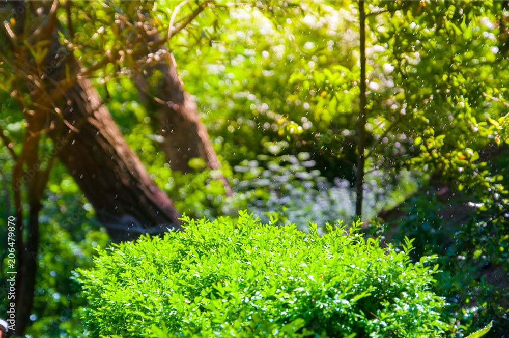 Fototapeta premium tree green forest leaves natural