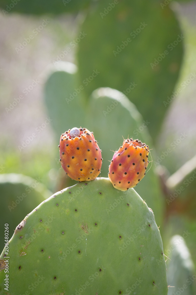 CANARY ISLANDS, SPAIN, EUROPE: Prickly Pear fruits on a cactus tree. CANARY ISLANDS, SPAIN, EUROPE: Prickly Pear fruits on a cactus tree.