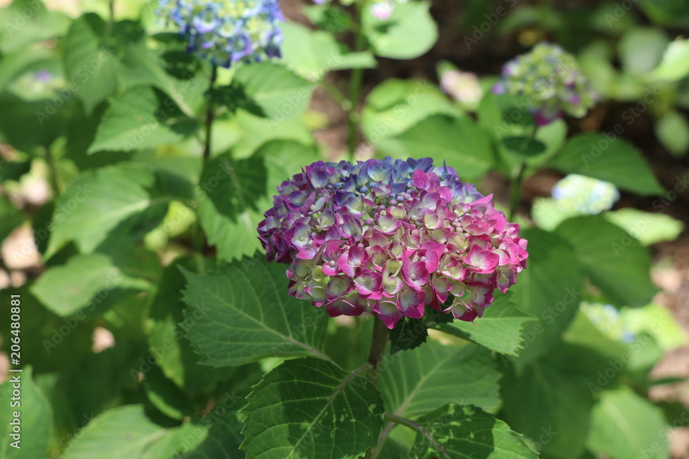 紫陽花 箱崎宮 あじさい園 紫陽花 箱崎宮 あじさい園