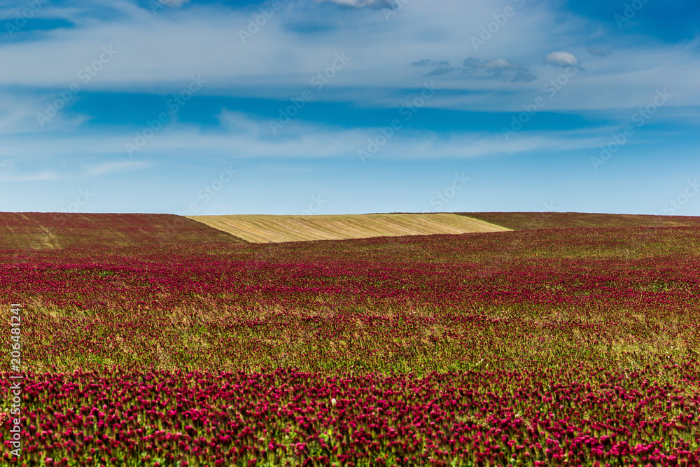 Red clover field and blue sky in summer day.