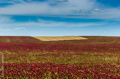 Red clover field and blue sky in summer day.