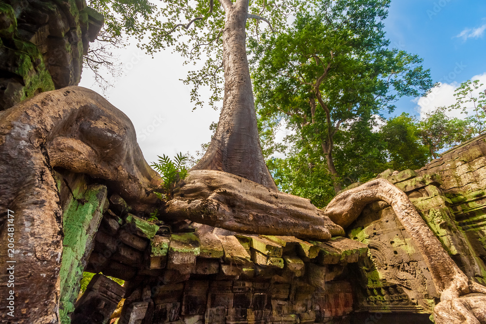A Tetrameles tree with its huge endless roots coiling like a snake on top of a ruin in the famous Khmer temple Ta Prohm (Rajavihara) in Angkor, Siem Reap, Cambodia.