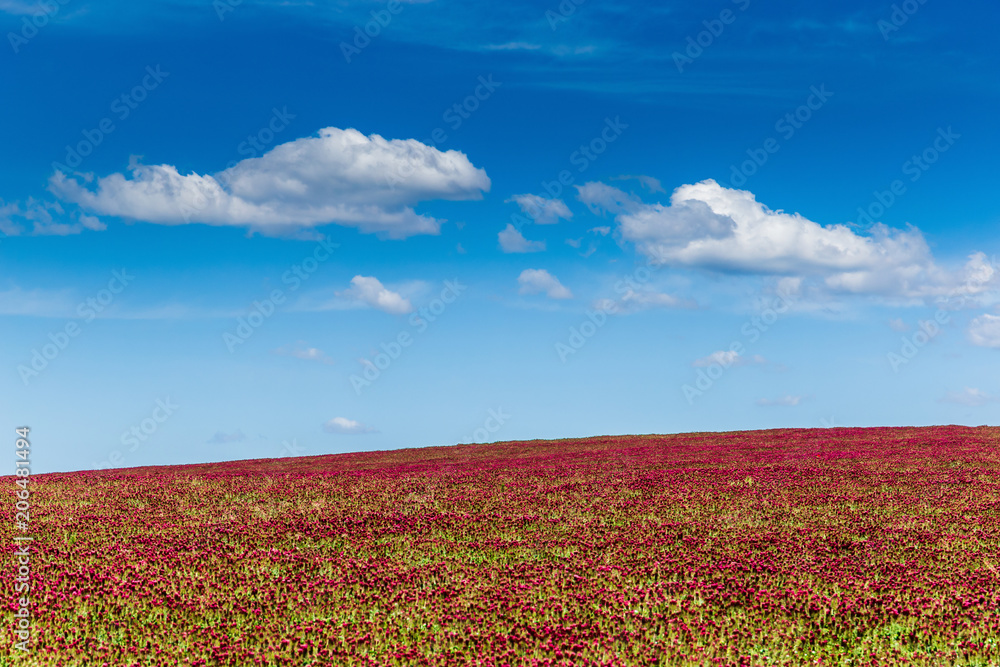 Red clover field and blue sky in summer day.