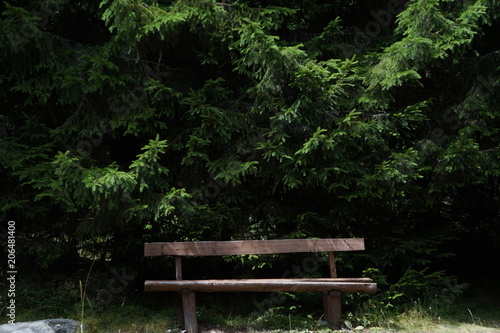 A lonely bench under a pine