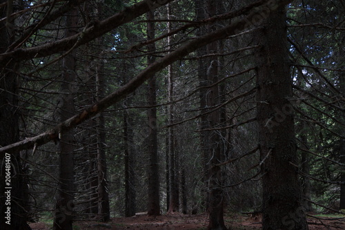A dark and gloomy forest