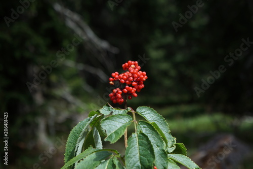 A baneberry in a forest
