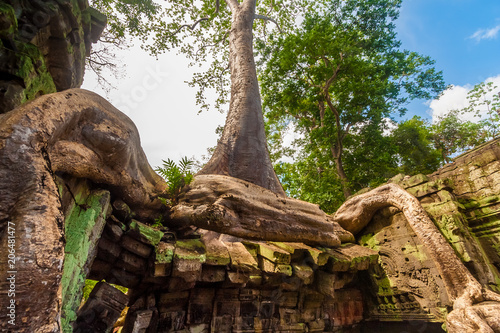 A Tetrameles tree with its huge endless roots coiling like a snake on top of a ruin in the famous Khmer temple Ta Prohm (Rajavihara) in Angkor, Siem Reap, Cambodia.