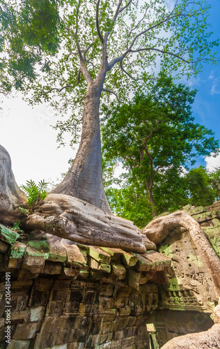A big Tetrameles tree with its endless roots coiling like a snake on top of a wall ruin in the famous Khmer temple Ta Prohm (Rajavihara) in Angkor, Siem Reap, Cambodia. photo