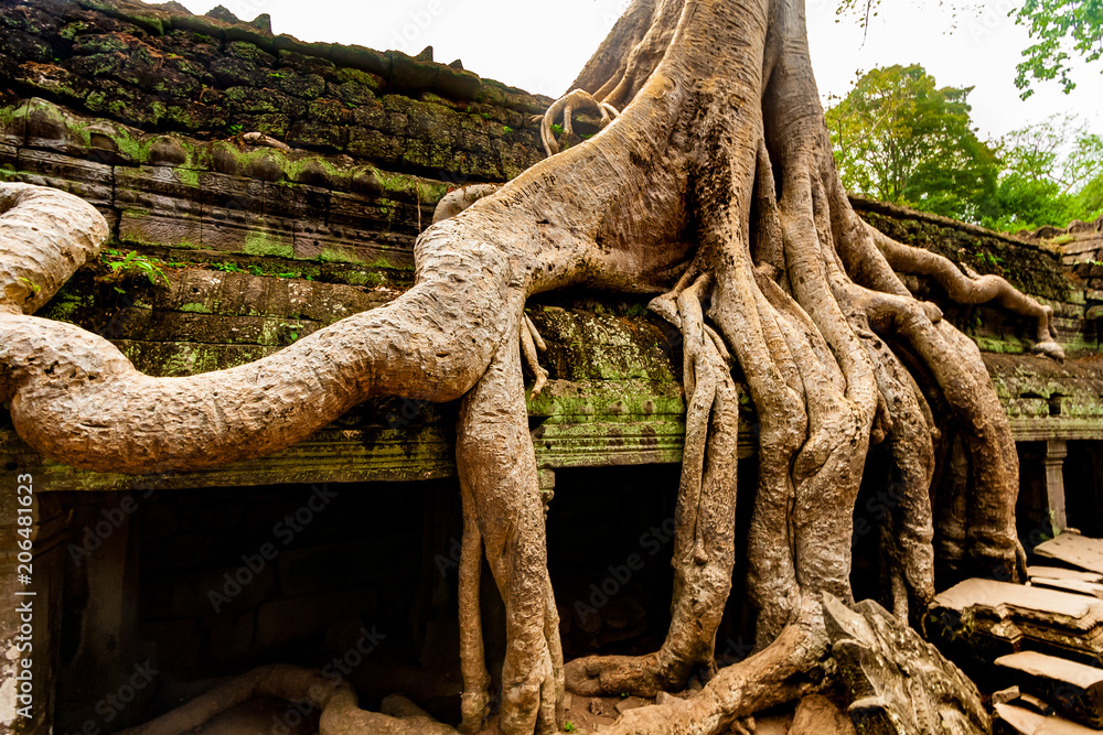 The famous imposing Tetrameles nudiflora tree with its huge roots running along the gallery of the second enclosure in the Ta Prohm temple ruins in Angkor, Siem Reap, Cambodia.