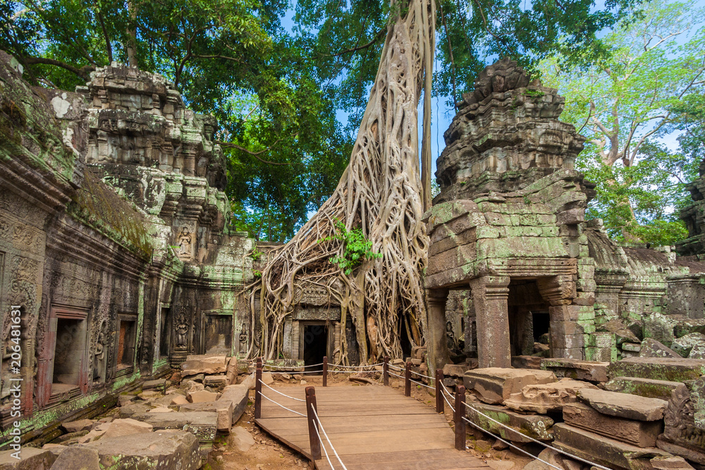 Fototapeta premium A wooden walkway, platform and roped railings have been put in place to protect this impressive temple site of Ta Prohm with the beautiful carved walls, the collapsed stones and a huge strangler fig.