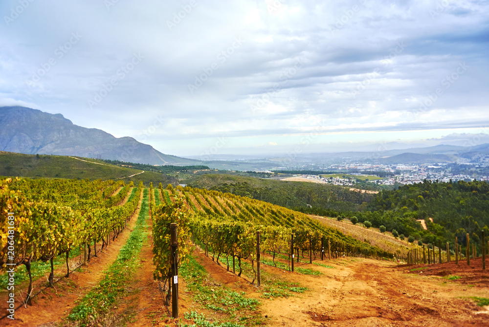 Vineyard mountains in Stellenbosch valley South-Africa