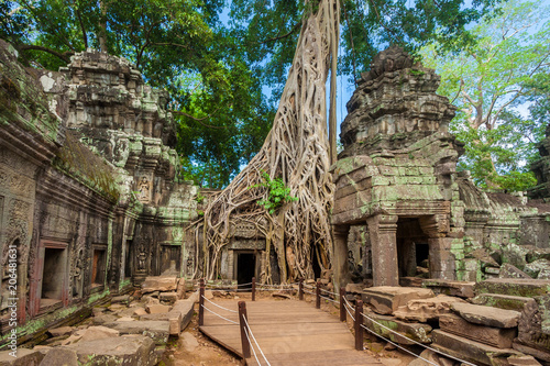 A wooden walkway, platform and roped railings have been put in place to protect this impressive temple site of Ta Prohm with the beautiful carved walls, the collapsed stones and a huge strangler fig.