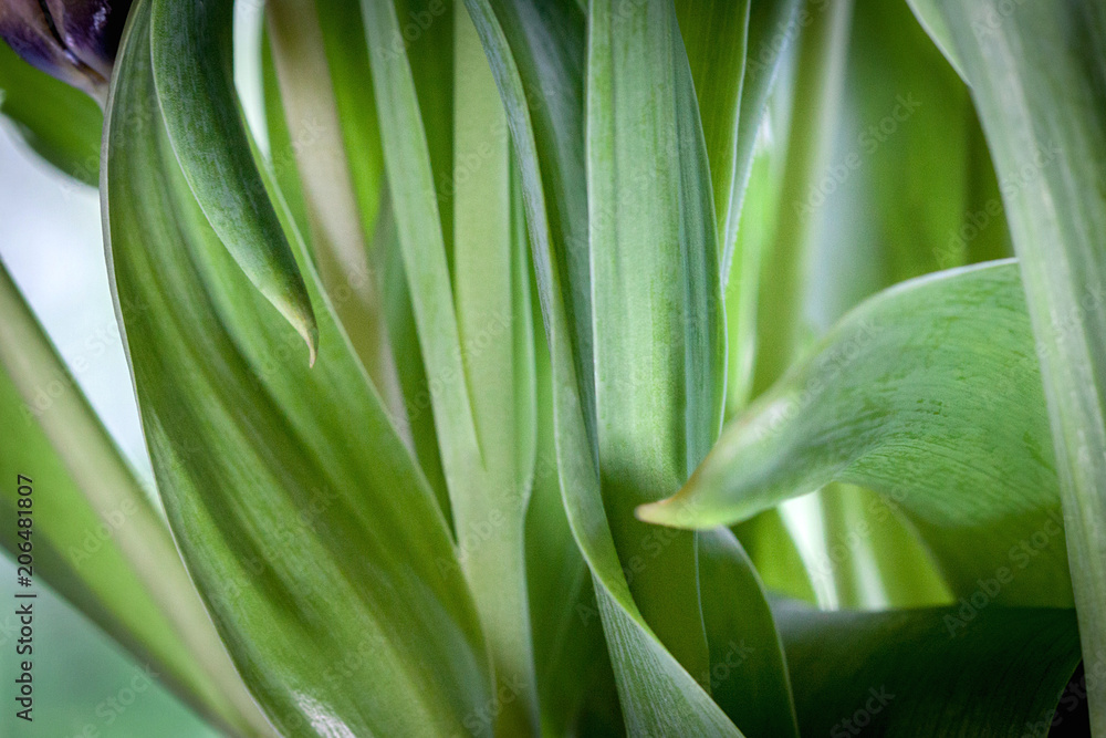 Obraz premium GreenLeaf #1