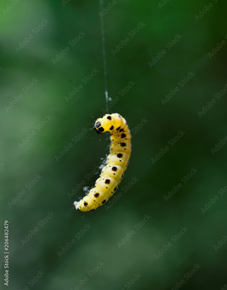 yellow caterpillar with black dots levitating yellow caterpillar with black dots levitating