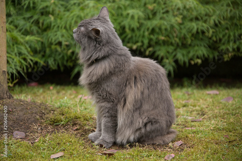 In the garden: Nebelung cat