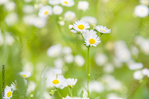 Fototapeta Naklejka Na Ścianę i Meble -  満開の白い花