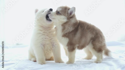 Cute siberian husky puppies playing on white bed together under sunlight 