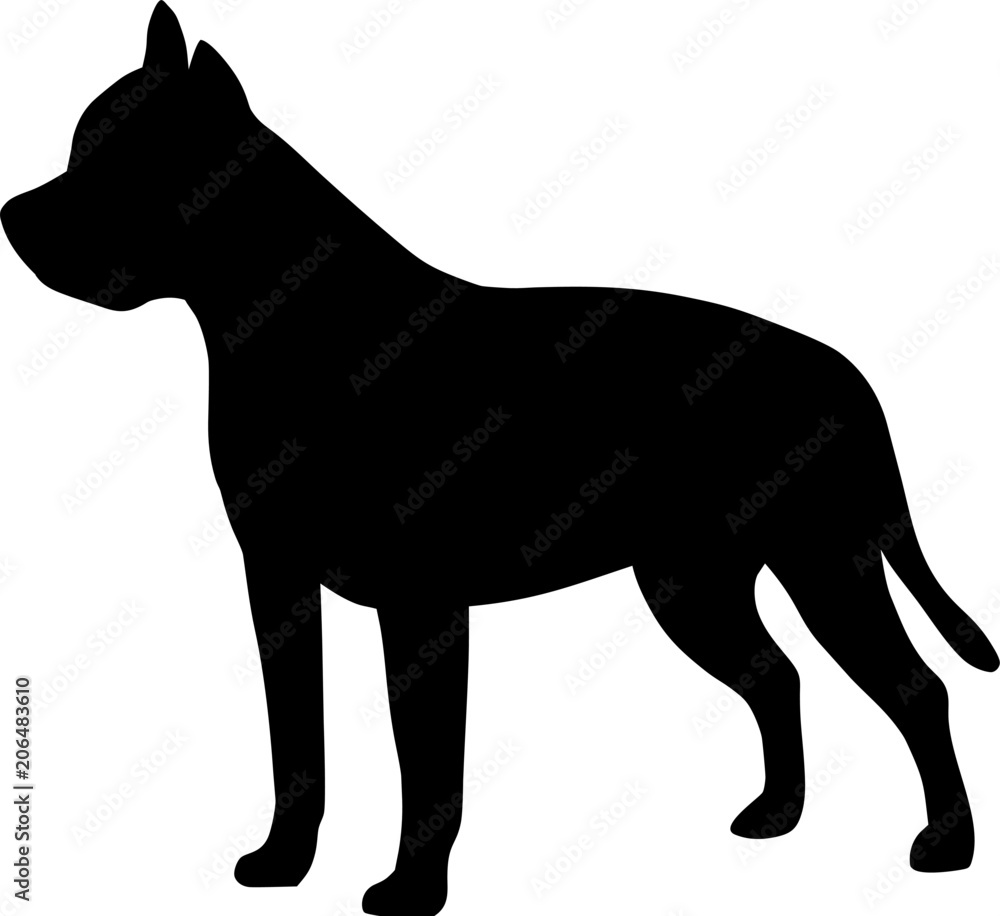 Staffordshire Bull Terrier