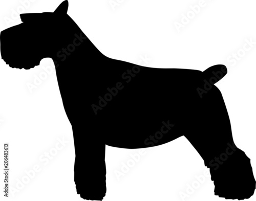 Schnauzer Dog
