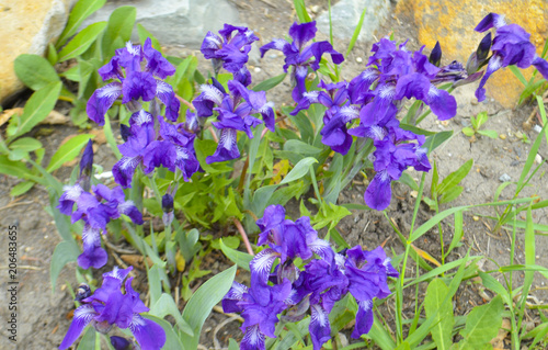 Fototapeta Naklejka Na Ścianę i Meble -  Purple irises