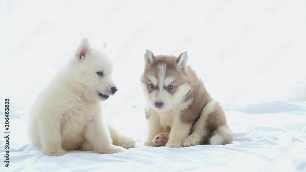 Cute siberian husky puppies playing on white bed together under sunlight Cute siberian husky puppies playing on white bed together under sunlight