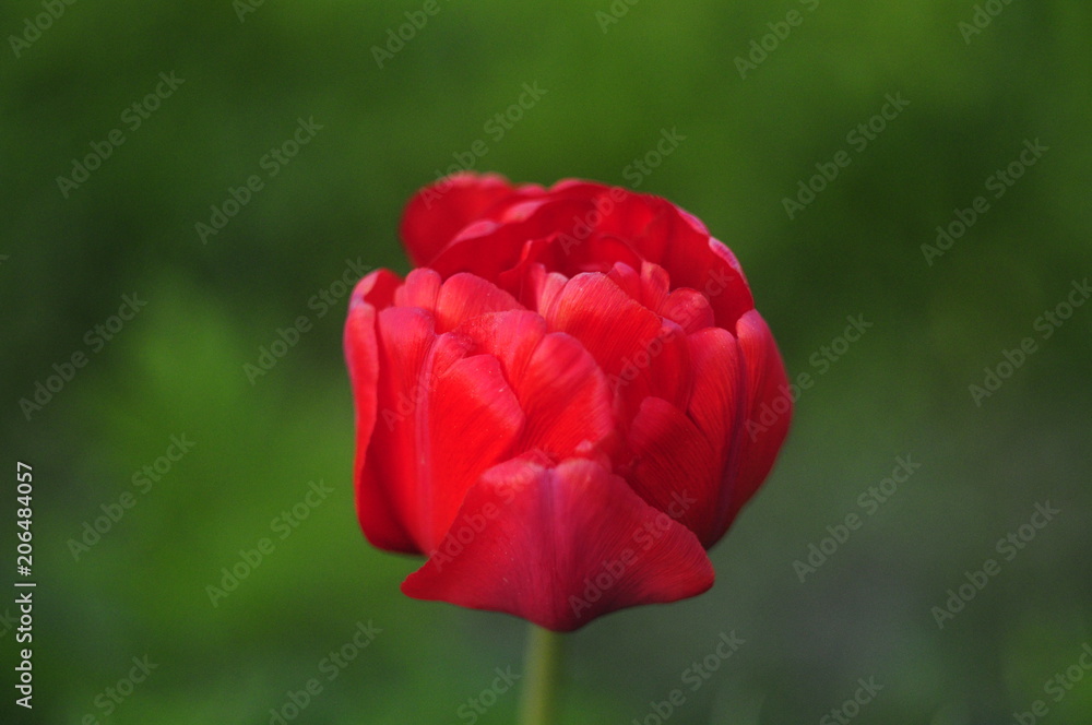 Fototapeta premium небо