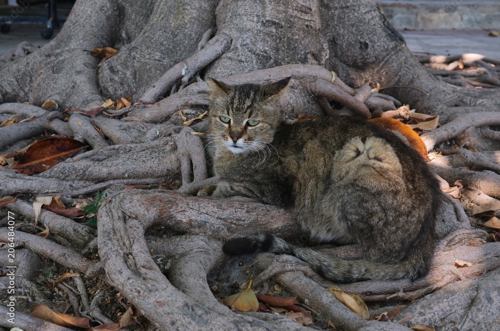 Gray cat resting in tree roots.