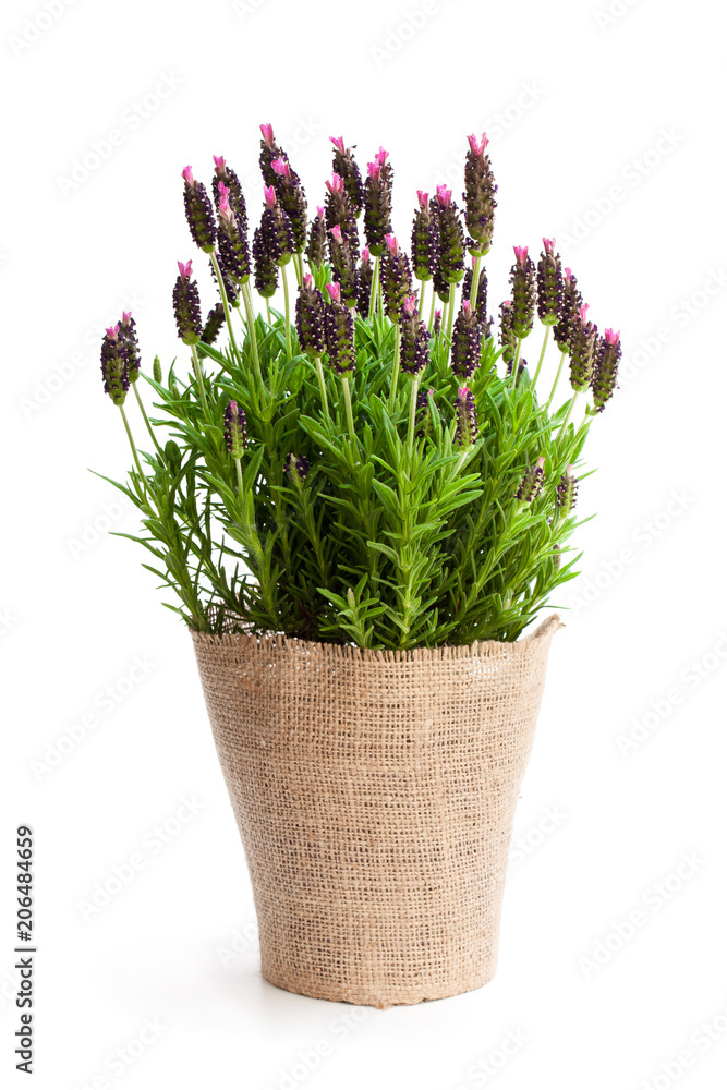 Lavender  bush in flower pot isolated on white